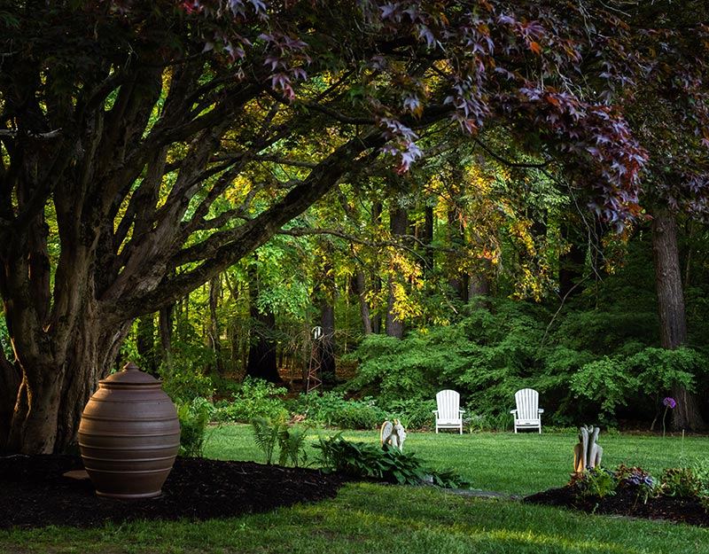 The large Japanese maple in the inn's garden