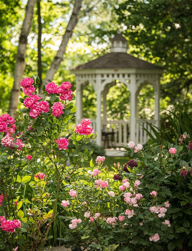 The gazebo among roses in the inn's garden